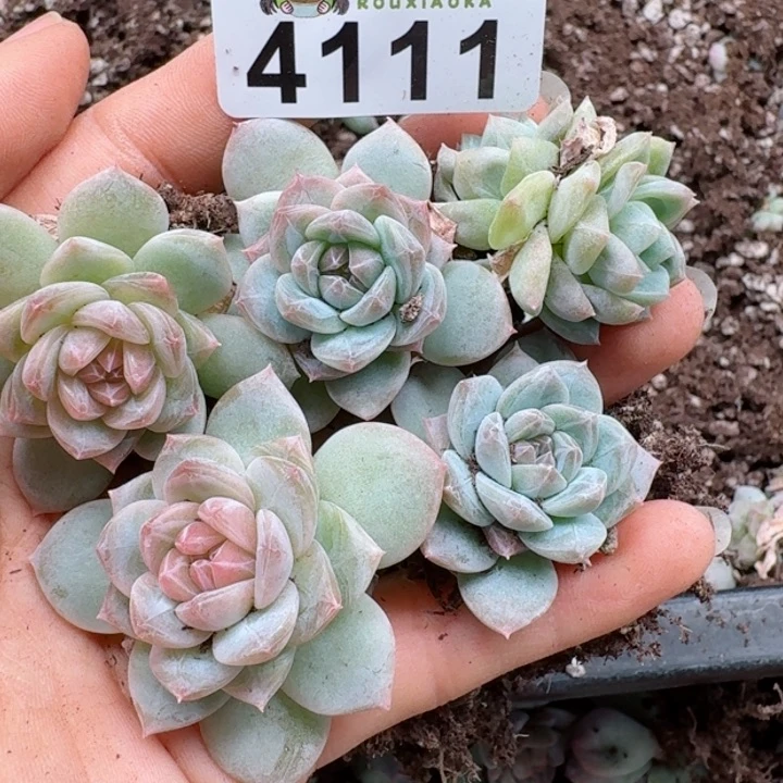 多肉植物多肉植物