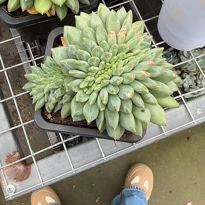 青蛙王子儿童牙膏11
