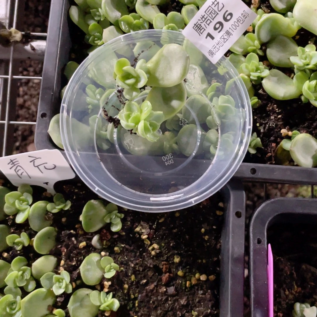 *****青允珍妮一物一拍196