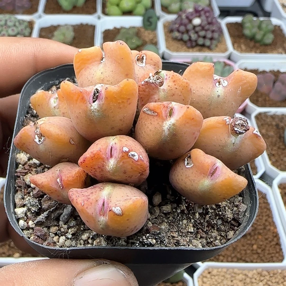 鹿角少将。   37118