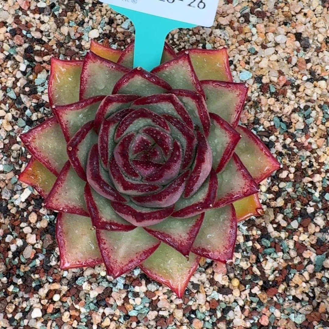 从前慢花园多肉0128-26