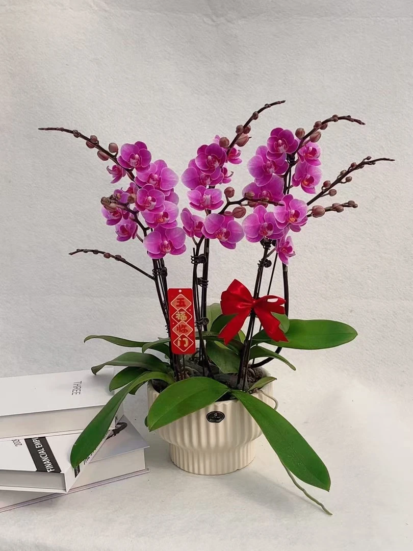 鲜花蝴蝶兰【紫霞仙子】紫色系稀有A+级苗情高品质基地直发观赏花卉