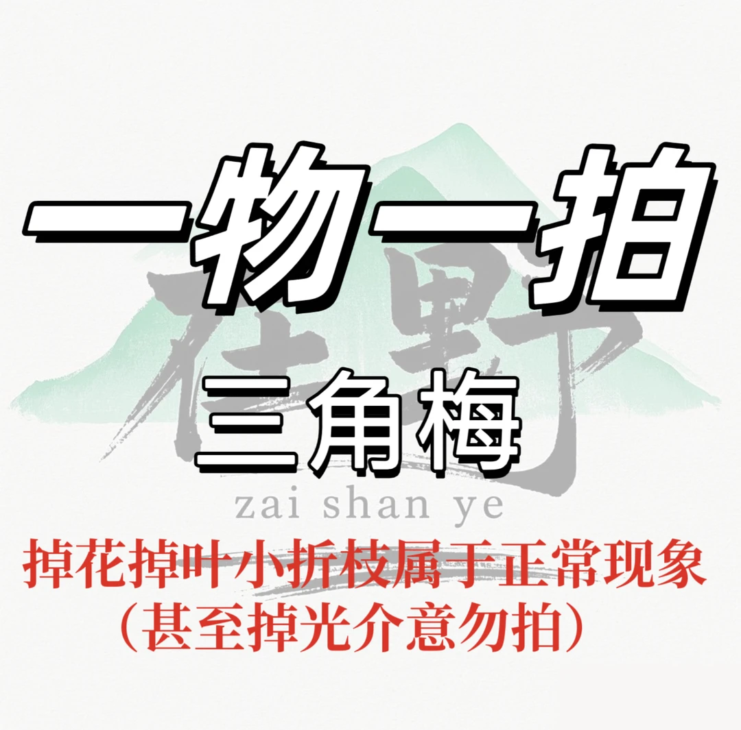 {一物一拍}在山野三角梅