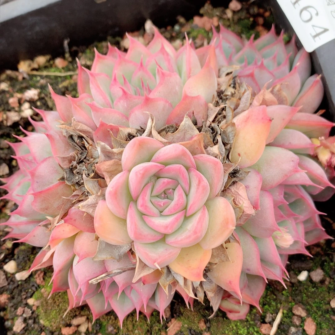 8464杂交多肉植物基地