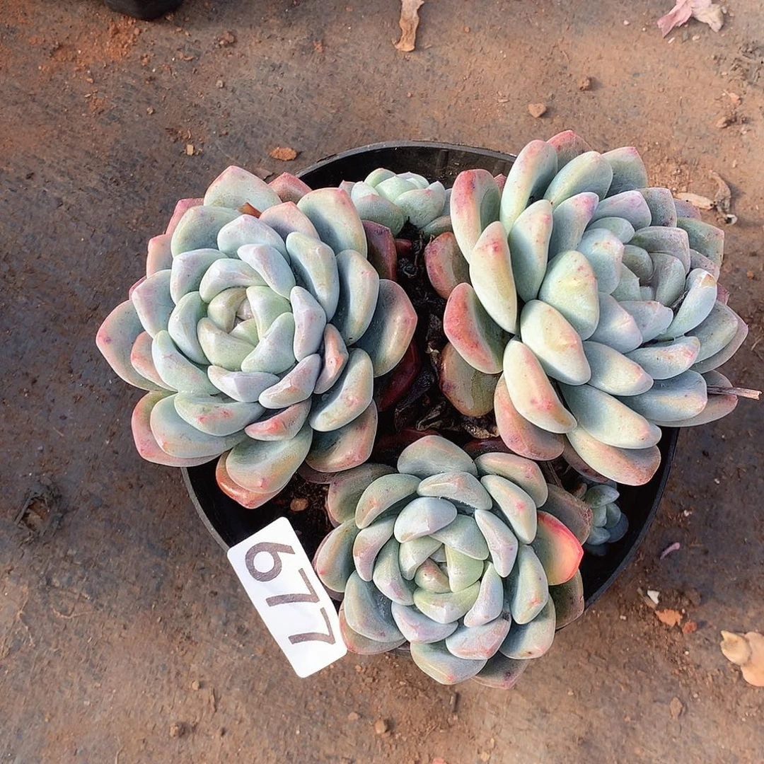 677冰玉一物一拍多肉