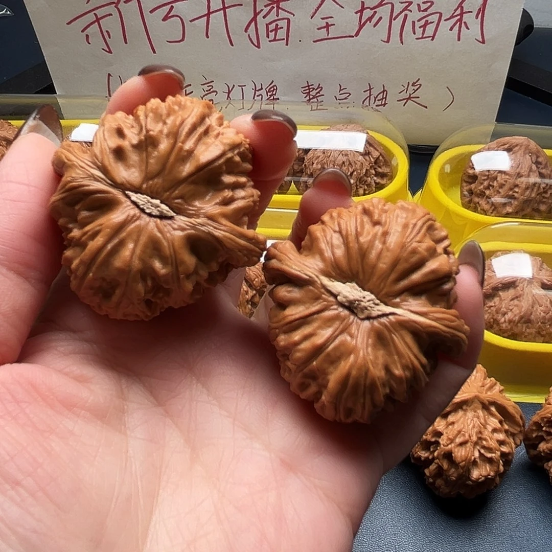 核桃42尺寸白狮子