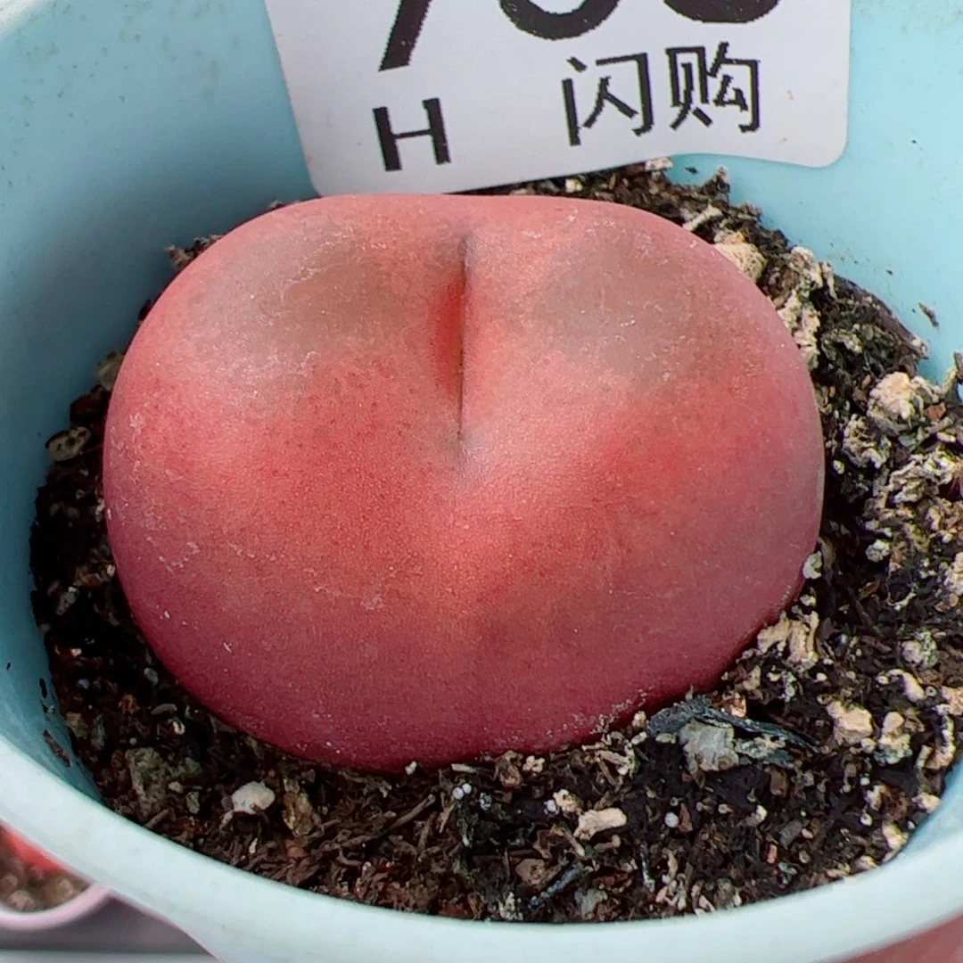 无花朵I****.我很喜欢这个H938