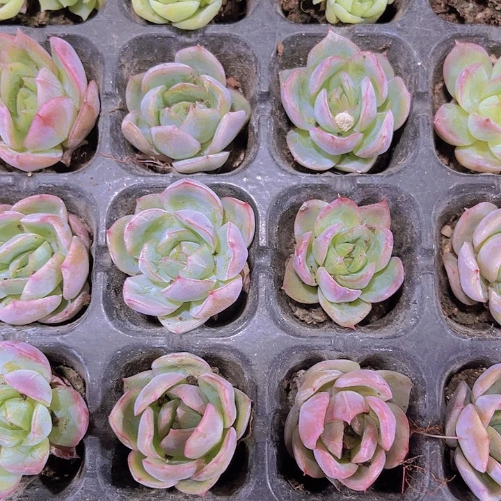 精品一单三颗蔓越莓多肉