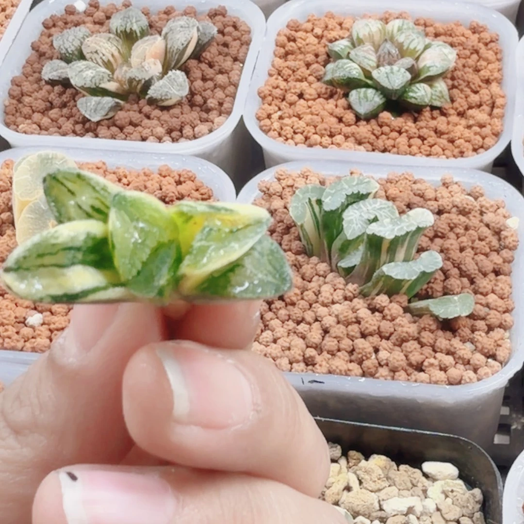 十二卷实生寿锦无根小苗