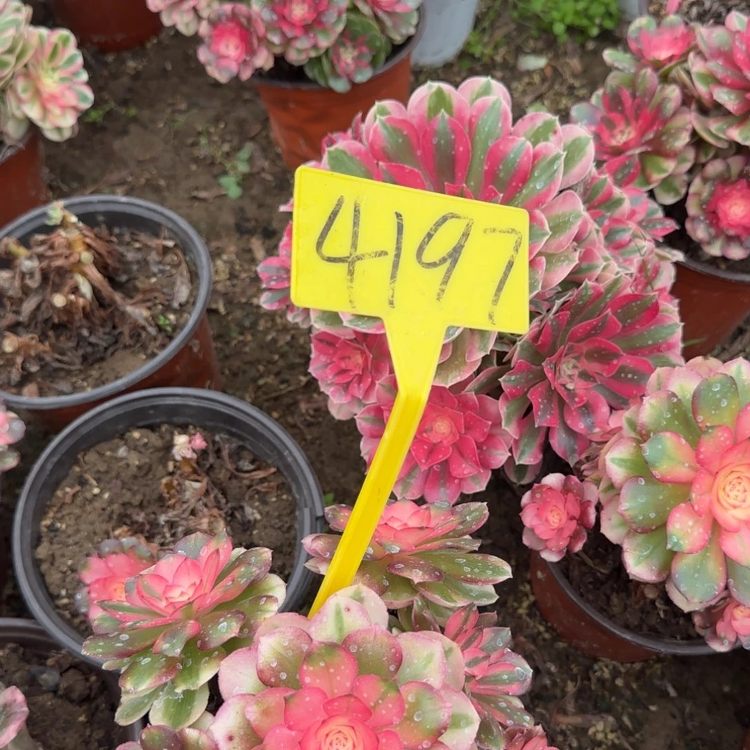 4197---荔枝多头多肉