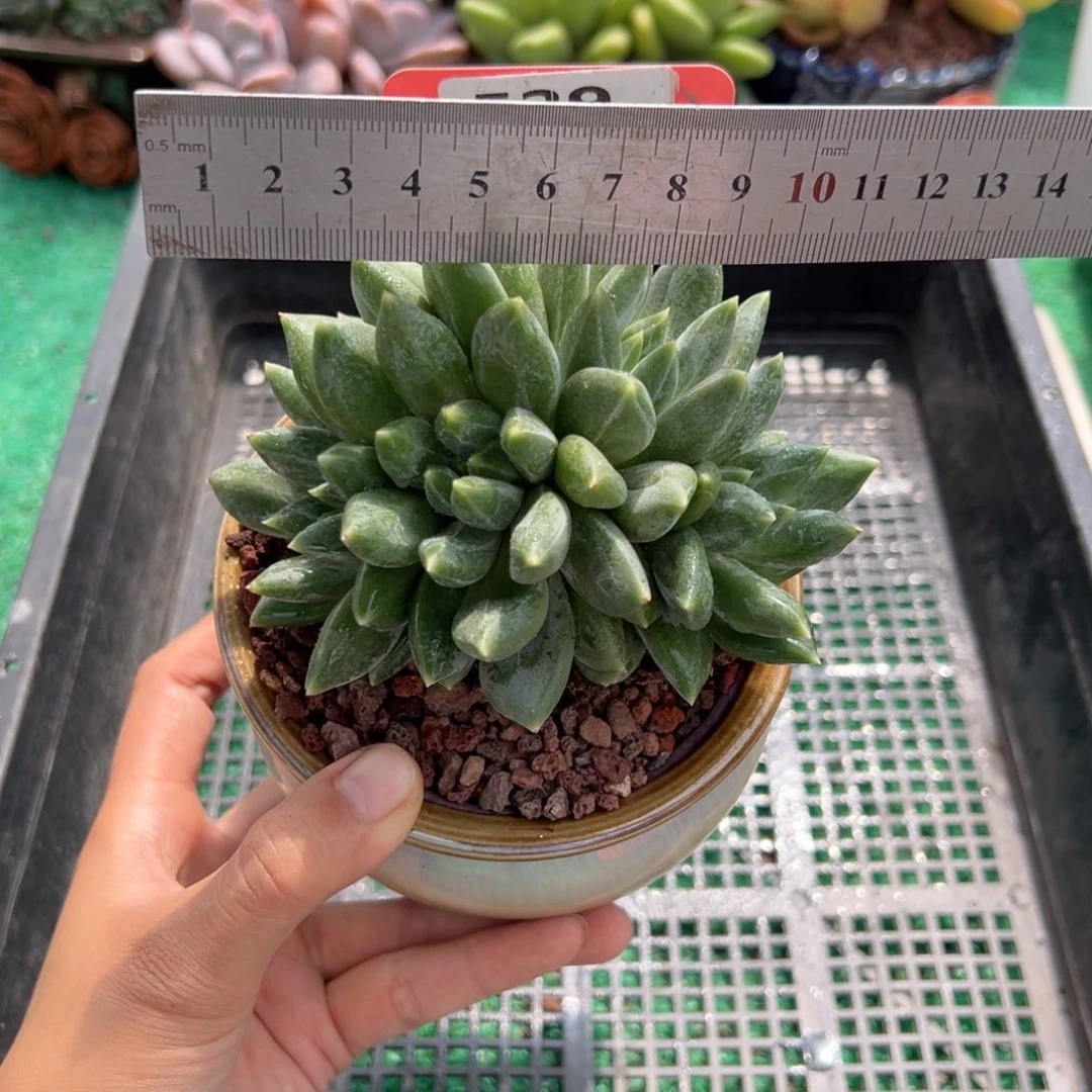 表妹精品多肉植物529.