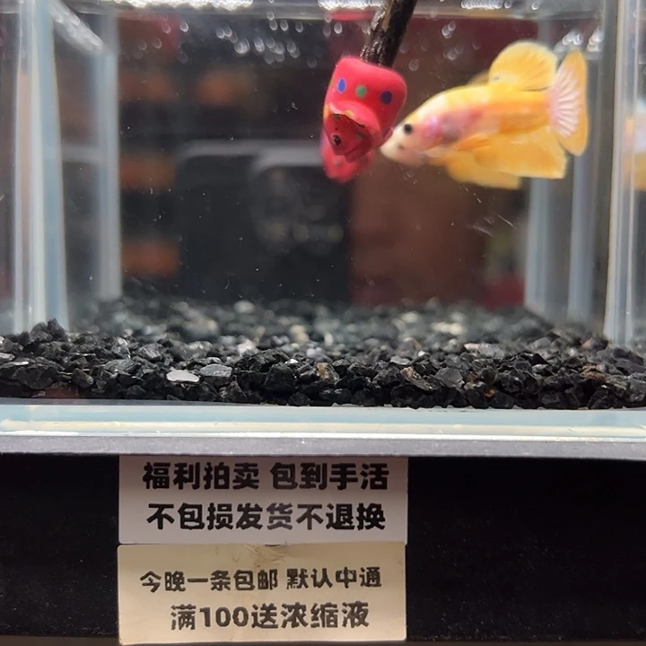 斗鱼一单包邮14日76