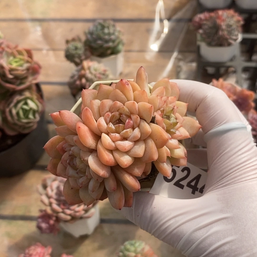 5244冰魄多头一物一拍