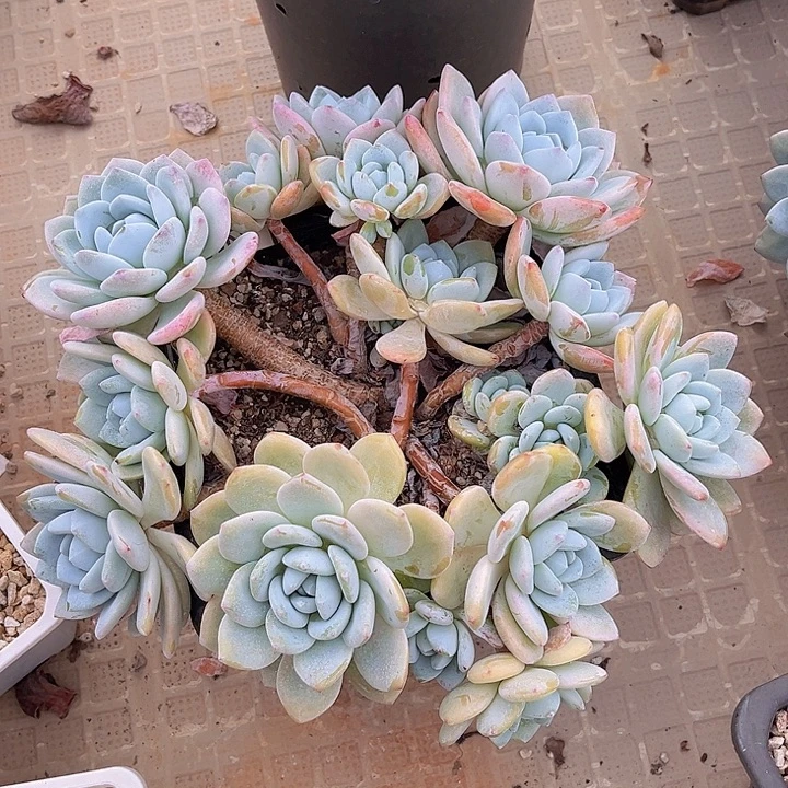 冷香23162多肉植物