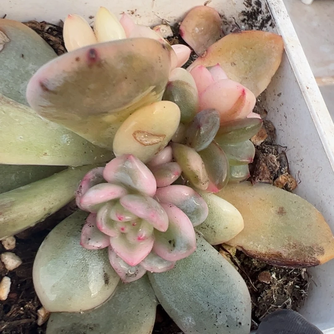 橙梦露锦底座，带覆轮锦头