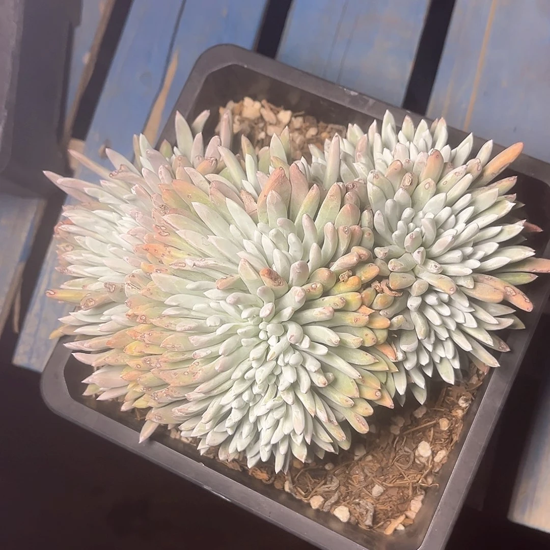 D*奥特奴阿塔老桩群