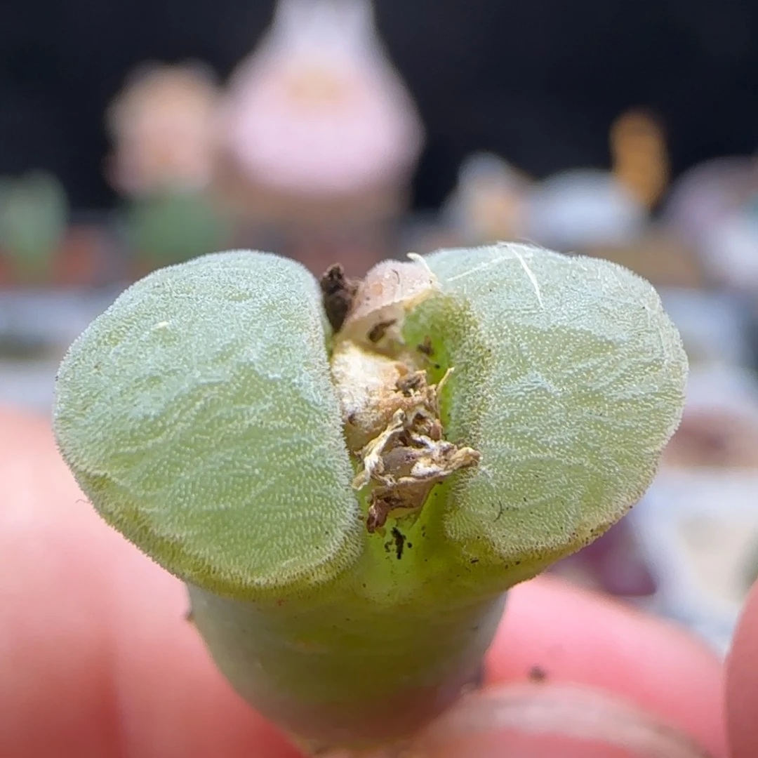 2.13.41/天鹅绒极窗