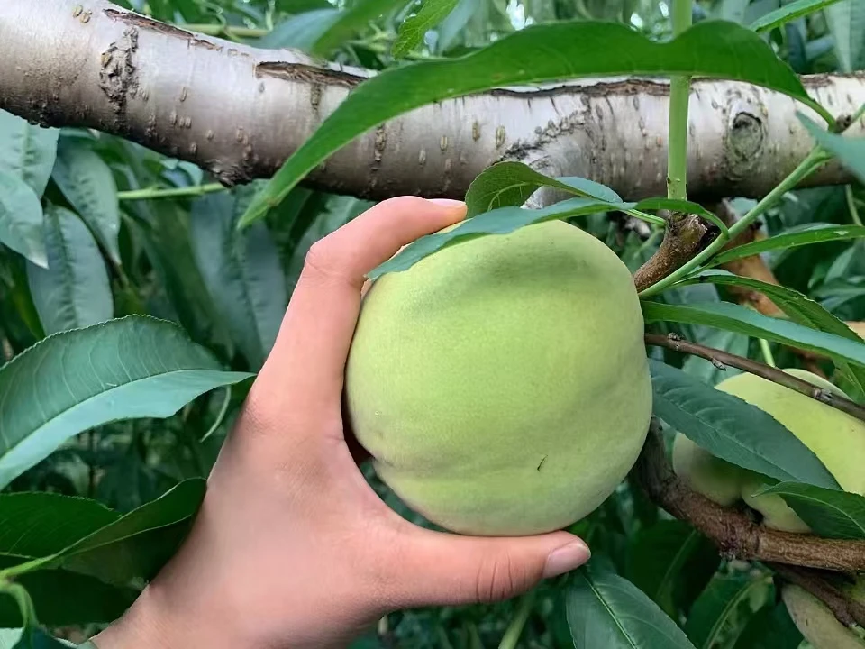 【富山香桃】顺丰包邮大果10斤新鲜采摘脆甜可口包邮产地直发