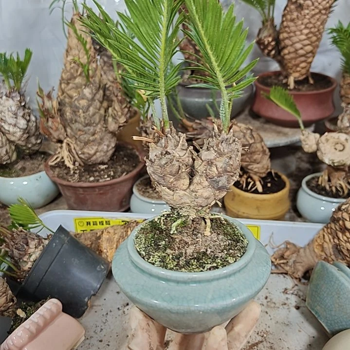 Y***h无花朵白鳞铁盆景基地价