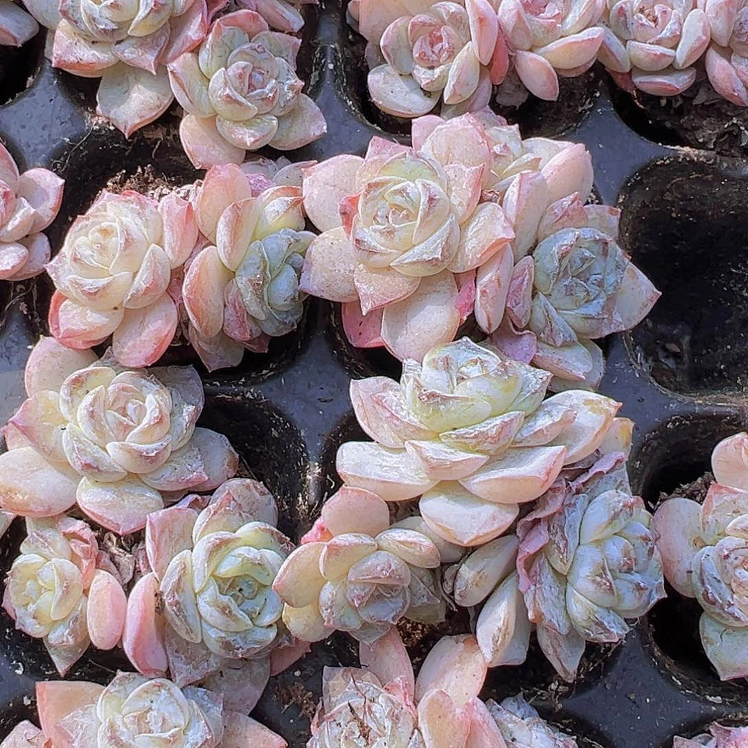 方糖苗群3颗多肉植物