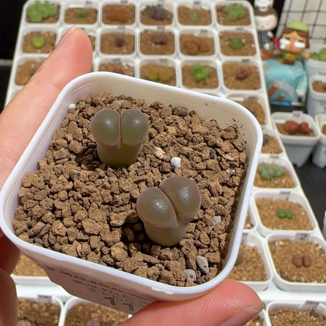 肉锥多肉植物组合-福利一片盆1464