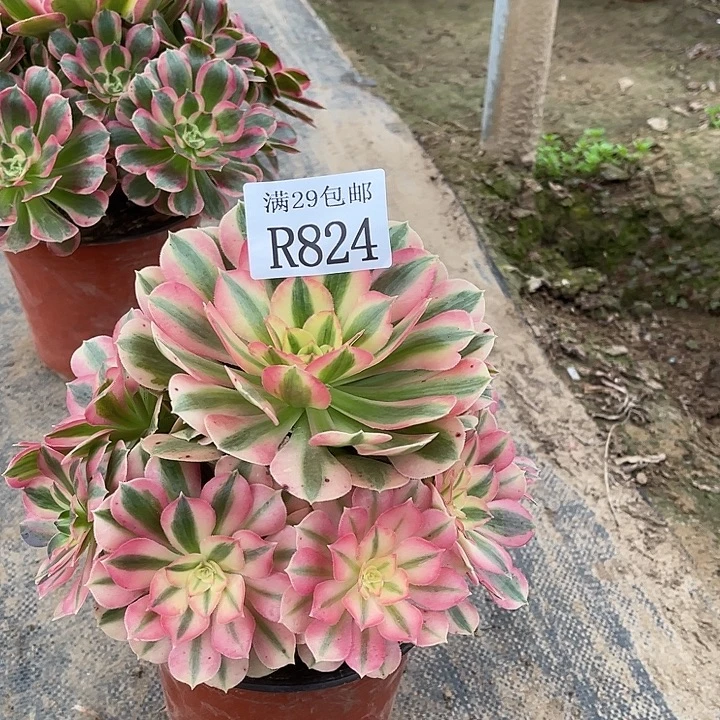 824粉女巫多肉植物