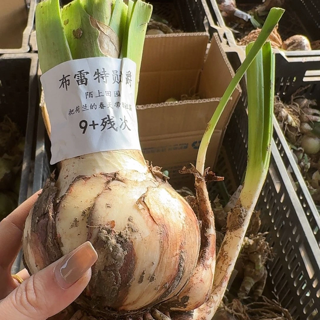 布雷特勋爵9➕残次包对版不包售后