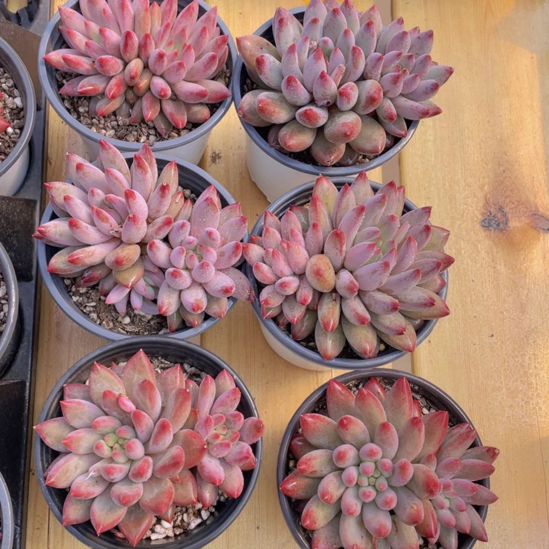 1083号 虞美人大双头一个