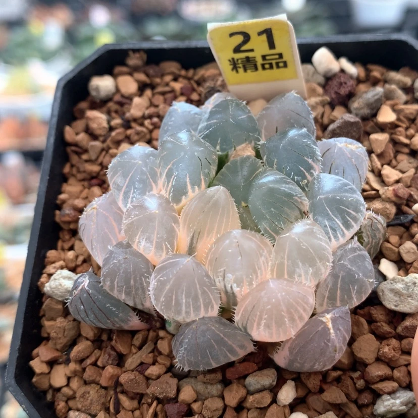 【闪购商品】21实生玉露