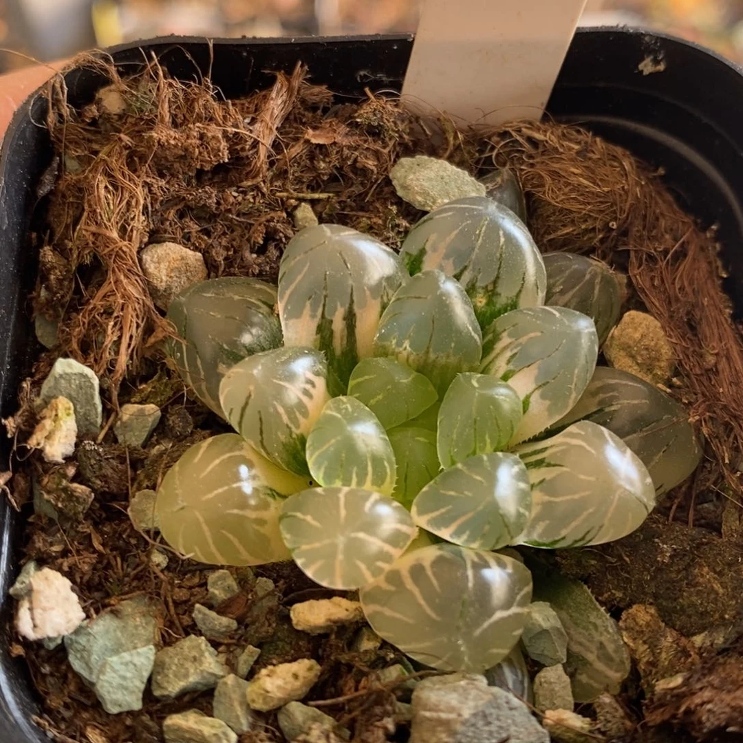 80号冰灯玉露锦锦