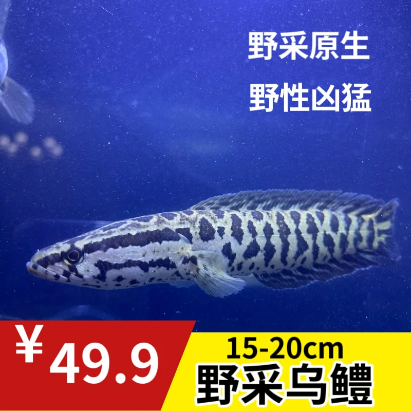 乌鳢黑鱼发财鱼原生鱼野生鱼孝鱼冷水鱼观赏鱼淡水鱼野采凶猛天然