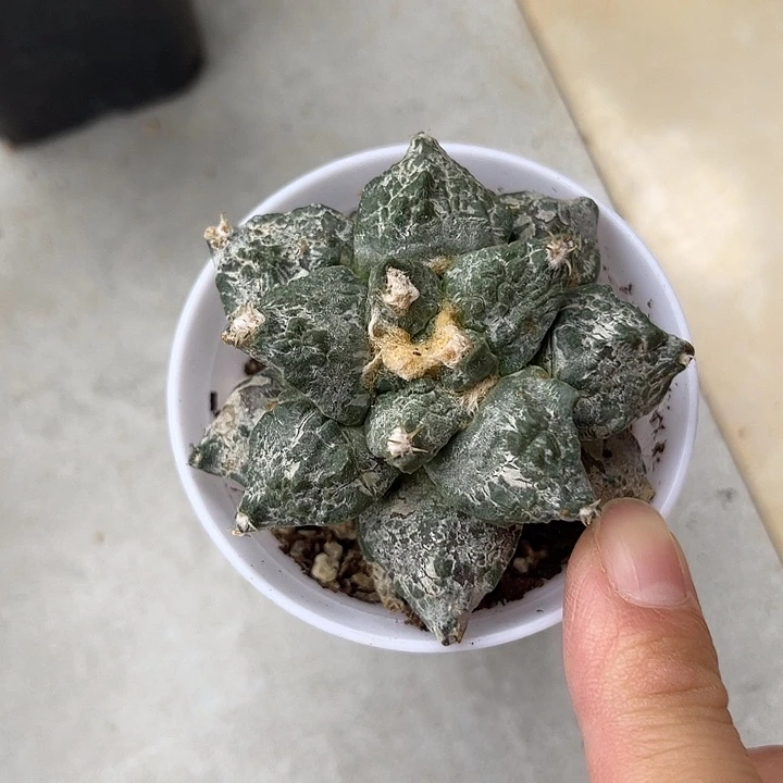 无花朵银沙牡丹一物一拍