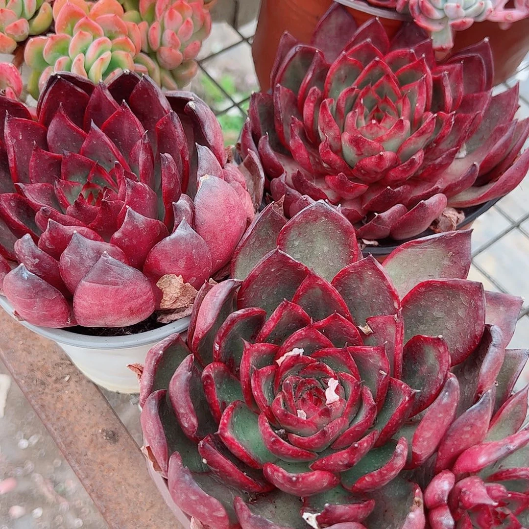 野马冬云大单头精品特价三盆