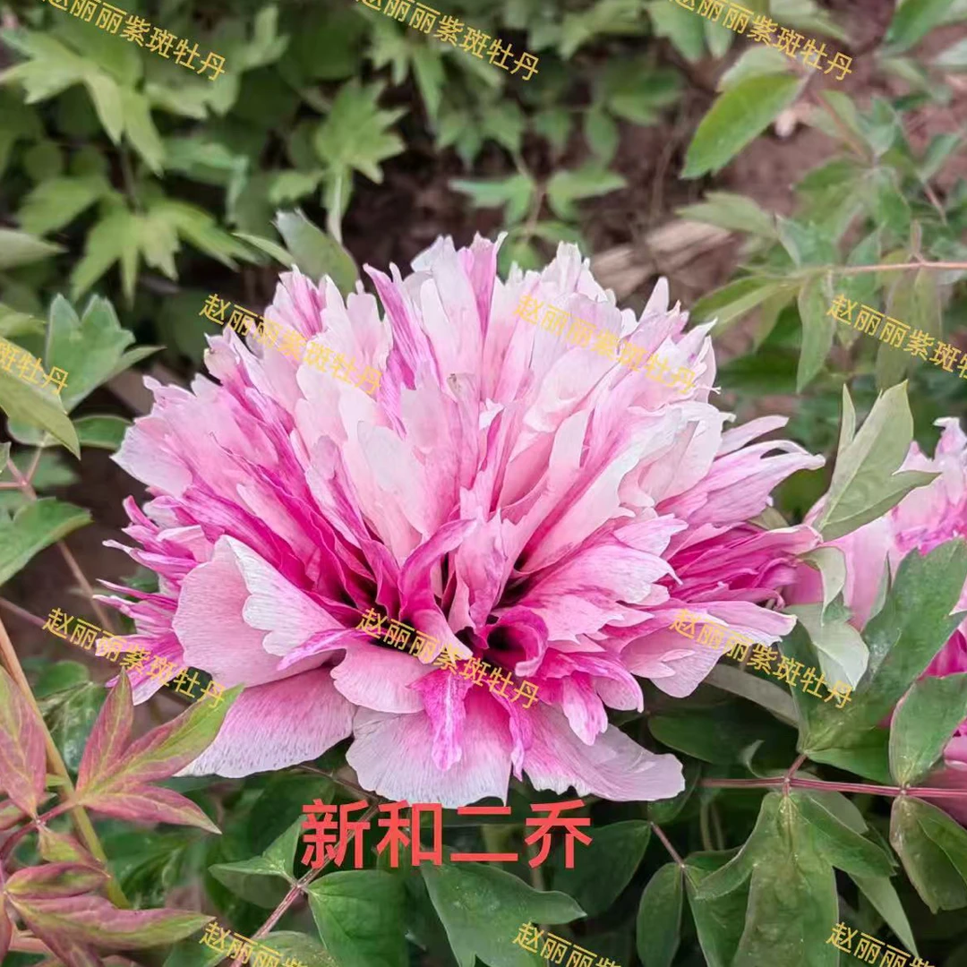 紫斑牡丹新和二桥复色新品种