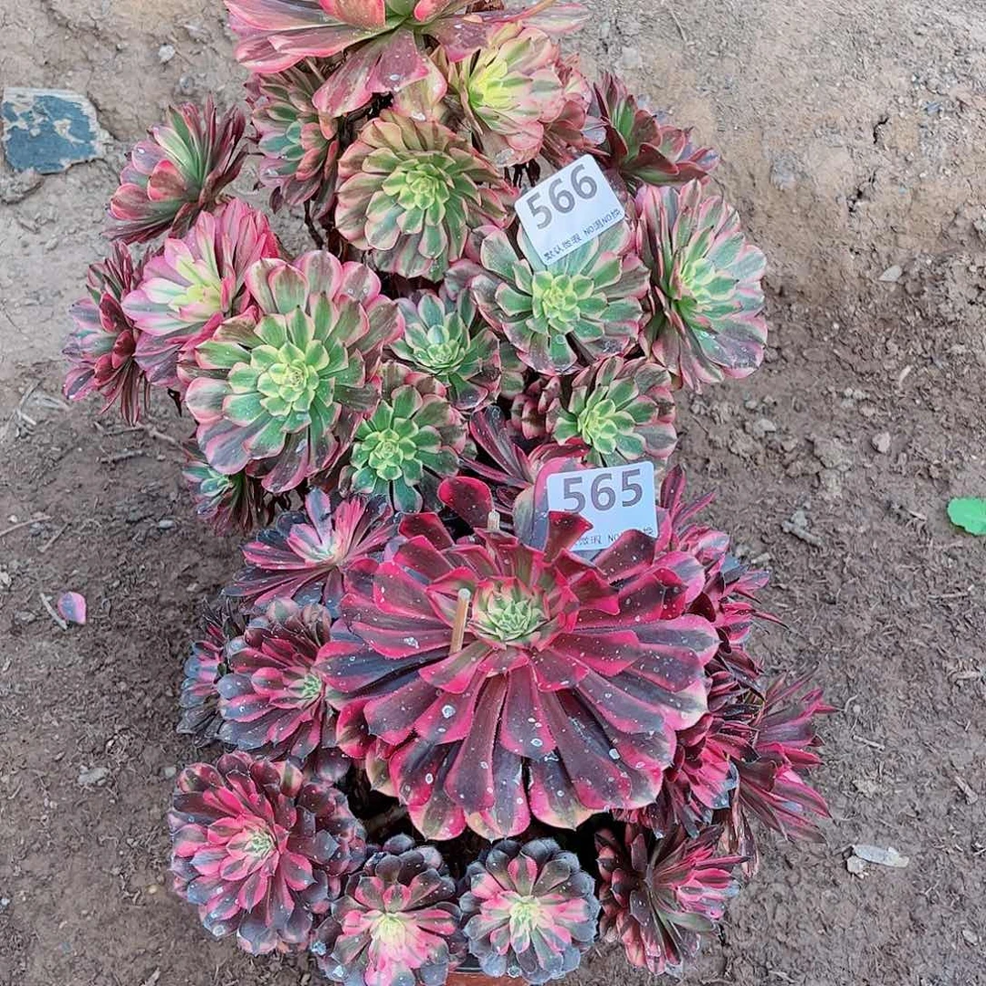 无花朵多****多肉植物组合565