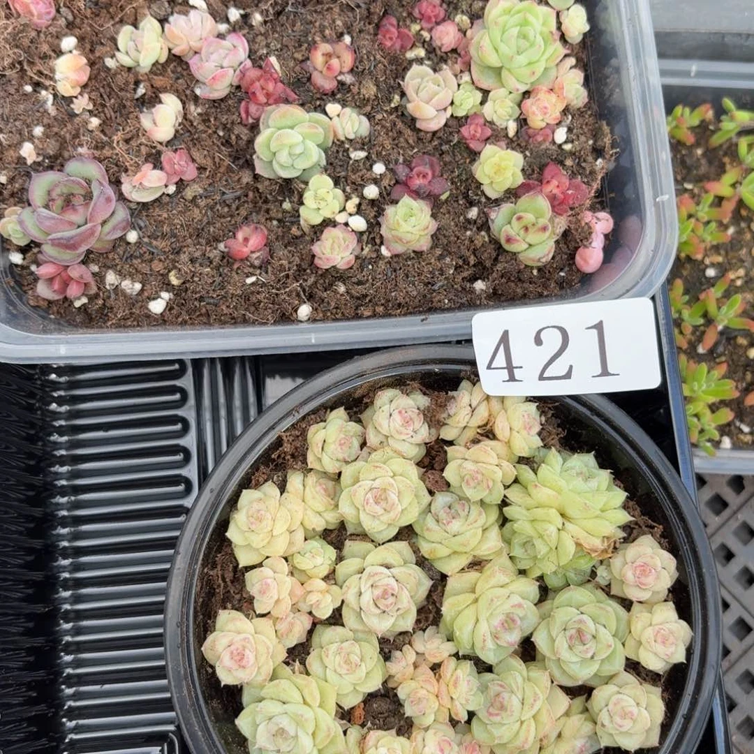 多肉植物多肉植物421