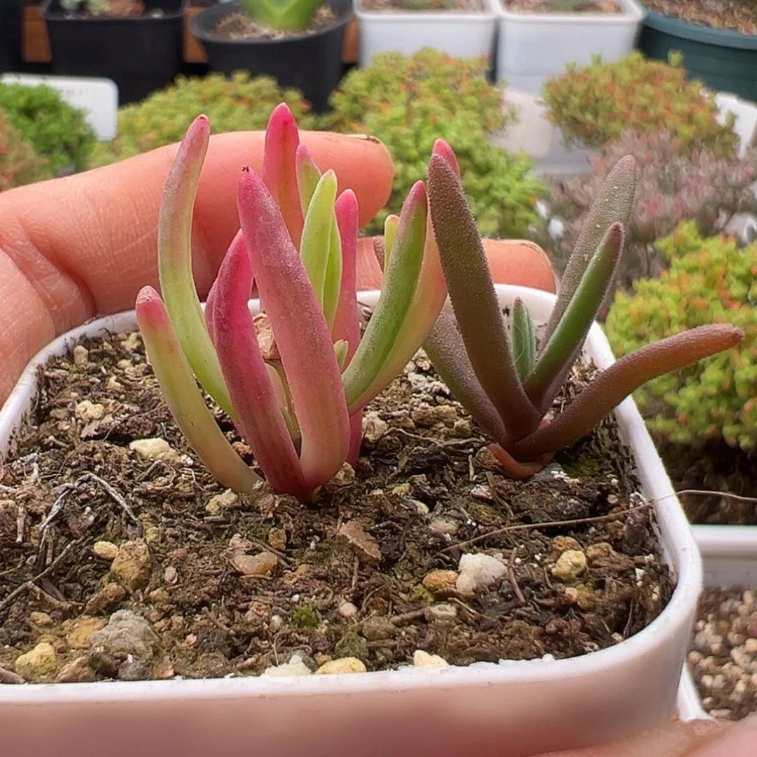 一物一拍冰花锦12.23多肉