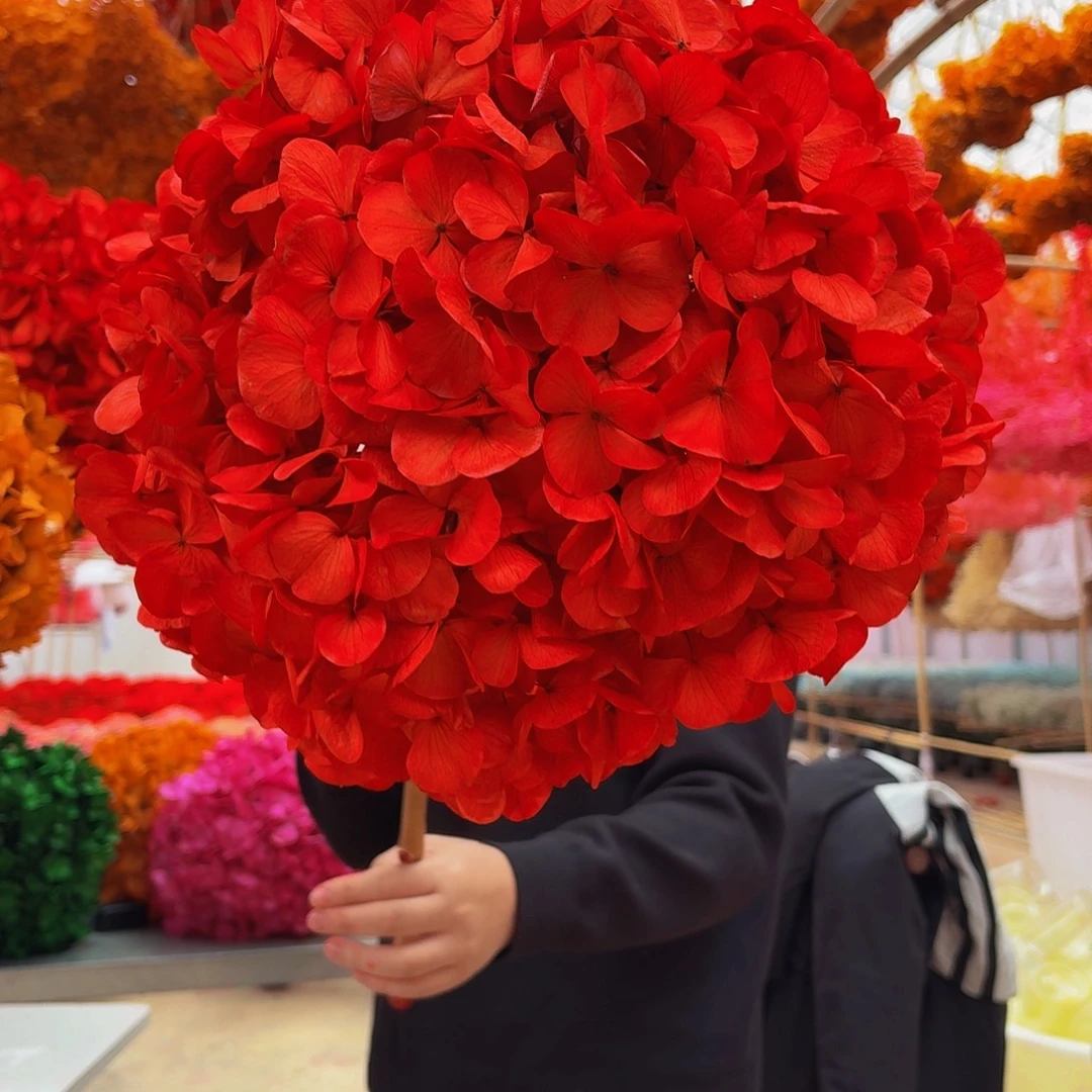 永生大叶绣球1枝 红