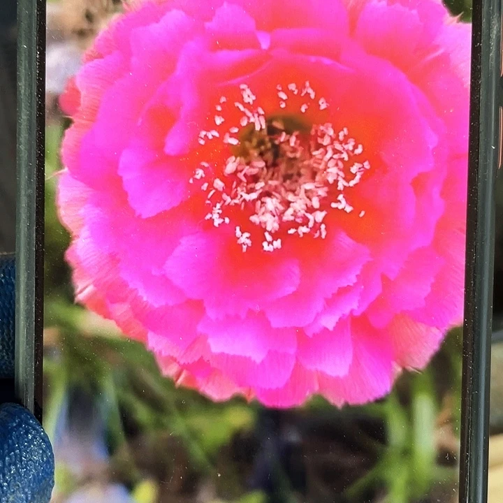 丝牡丹侧芽5公分左右满18包邮
