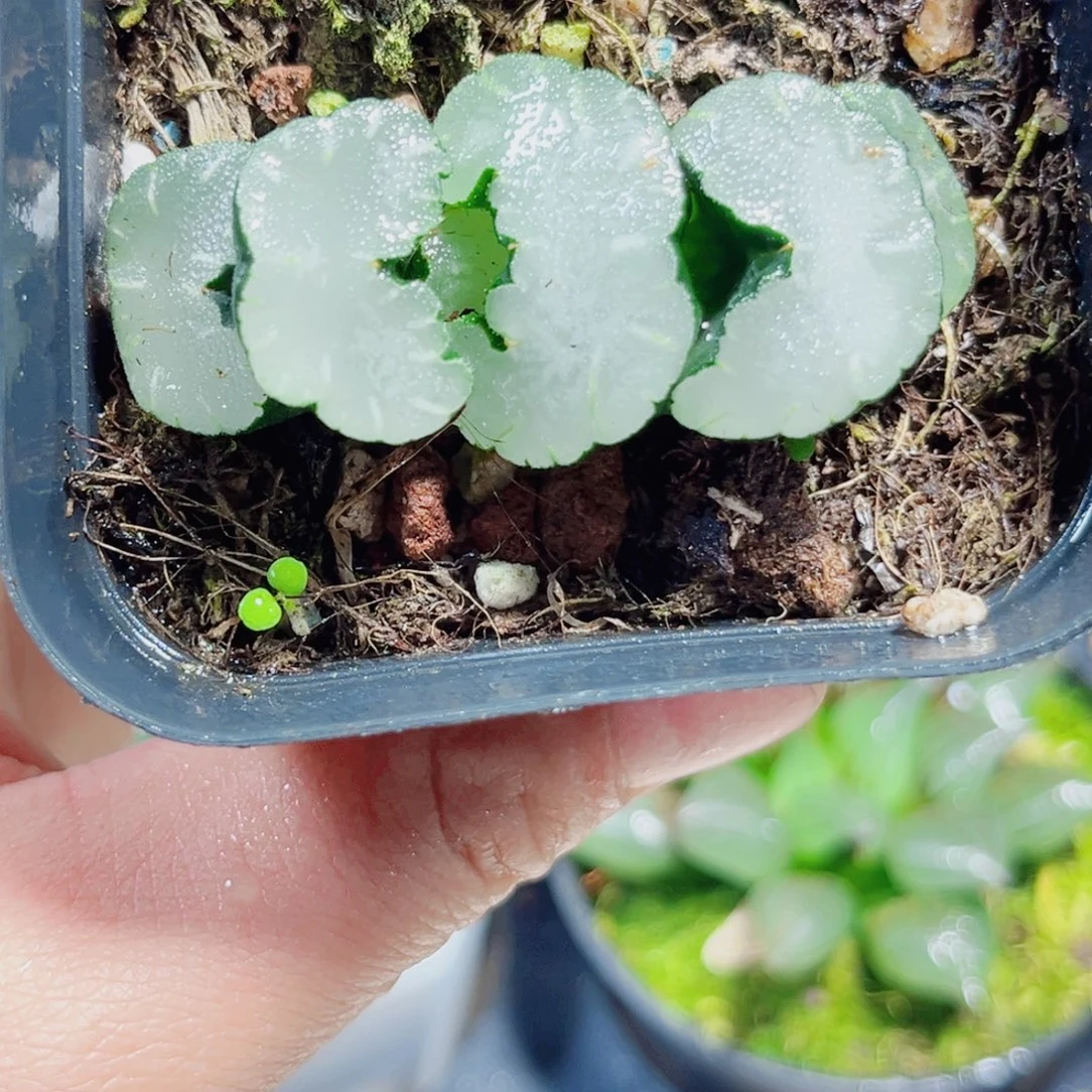 白熊玉扇多肉植物66666