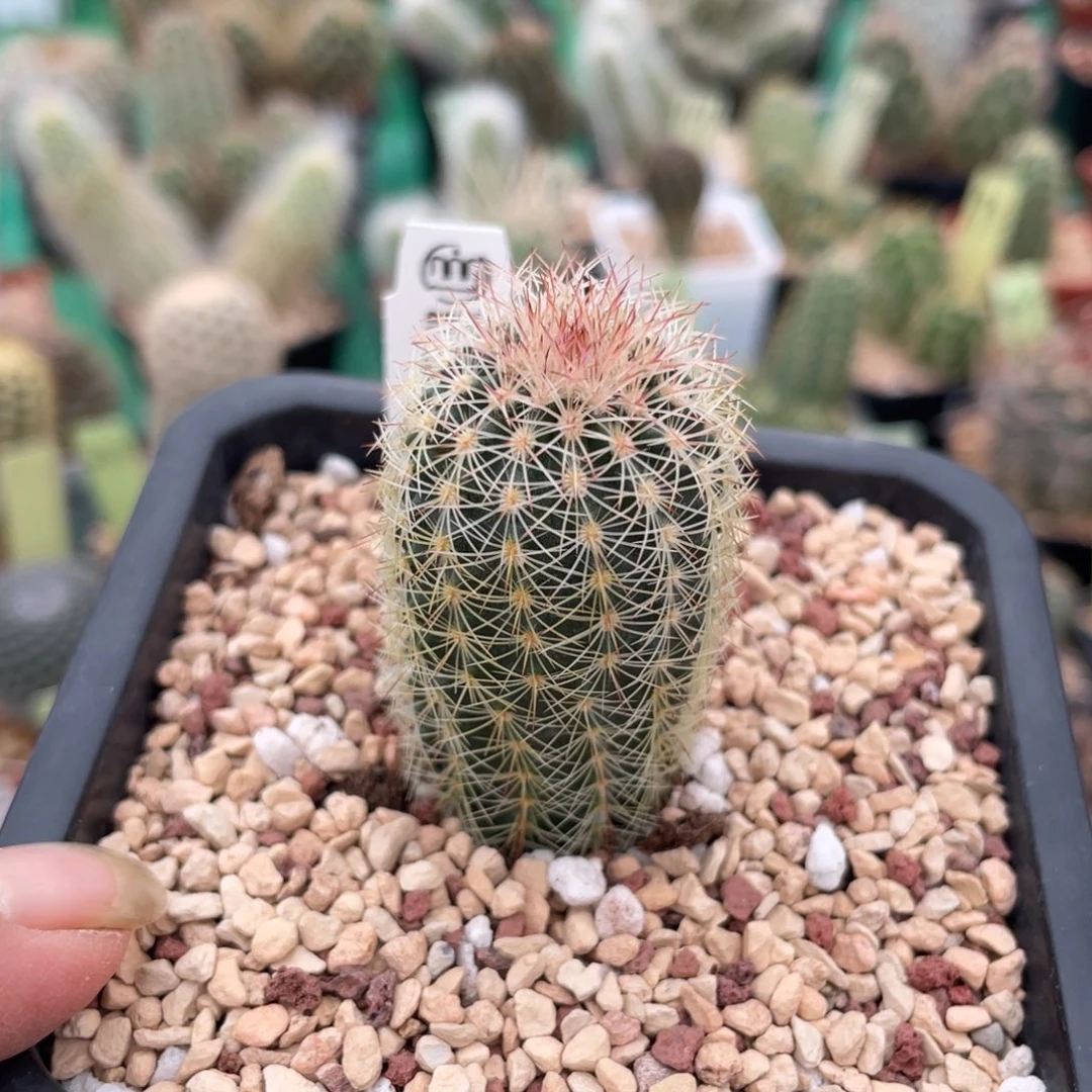 鹿角柱实生仙人球cA三光