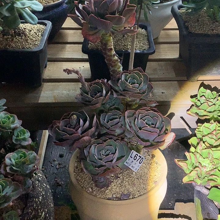 唐***啦莫妮卡老桩 多肉植物 9.27号左右发