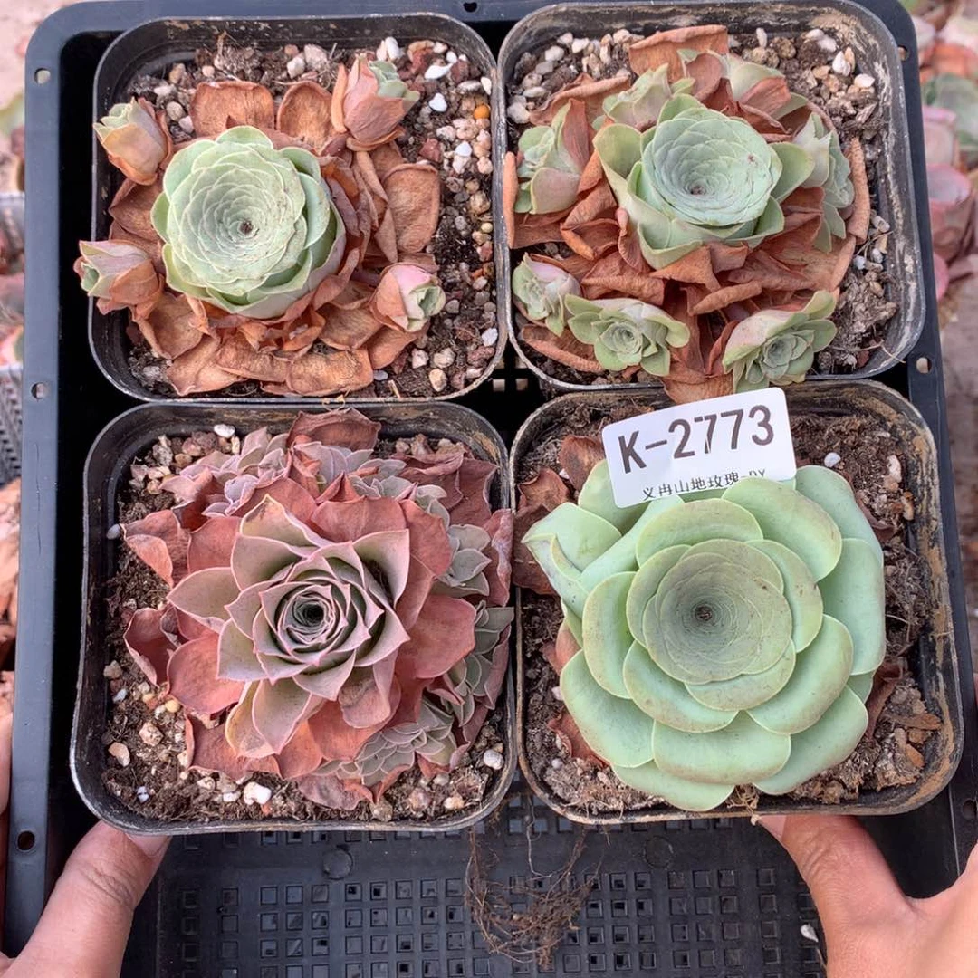 2773 会掉侧芽不售后