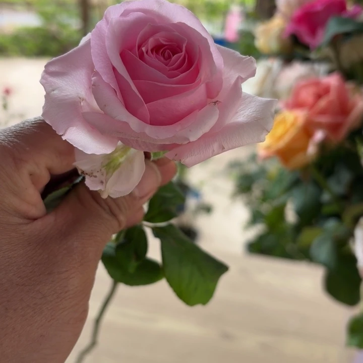 无花朵入夏大苗一加