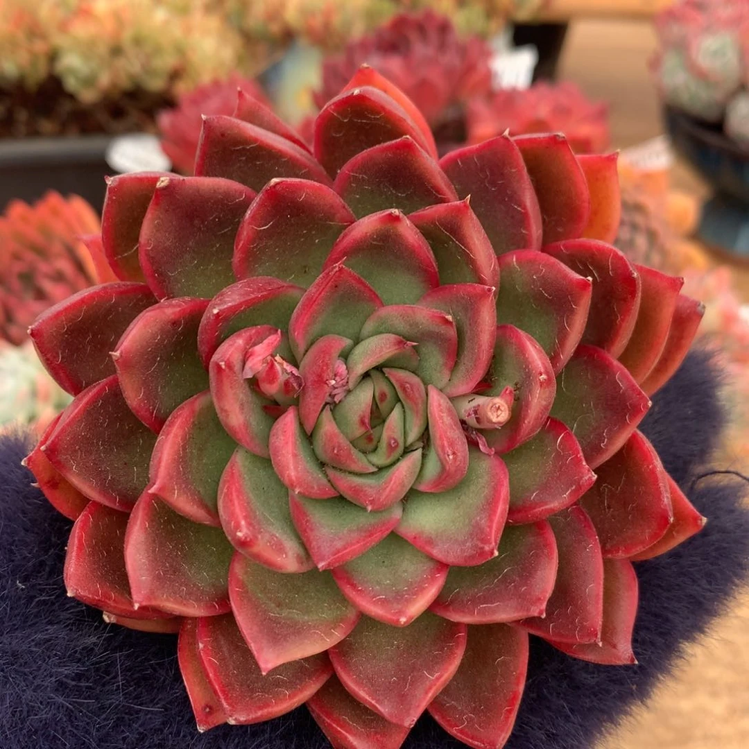 6291新年快乐发发发