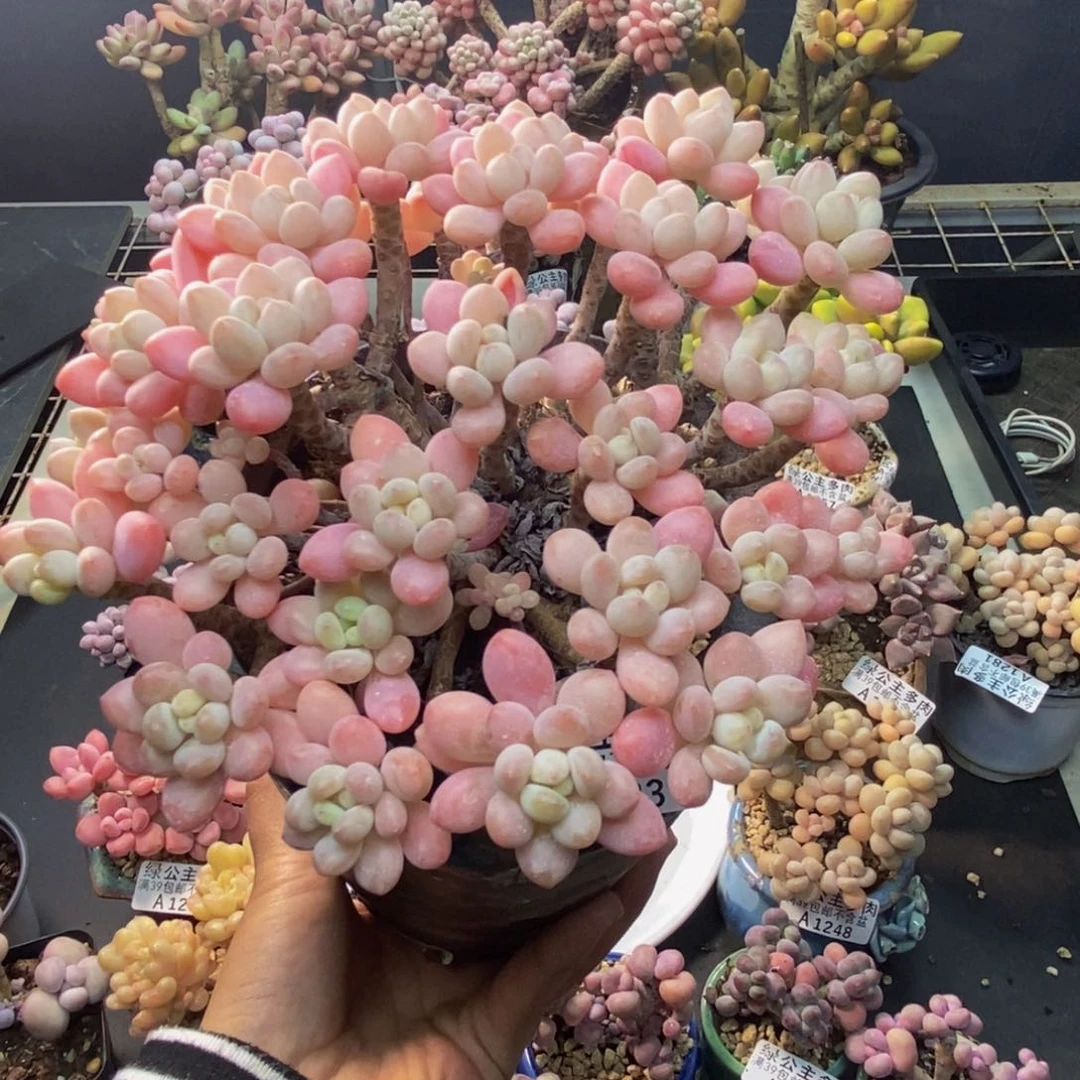 283冰淇淋鱼子酱多肉14c m