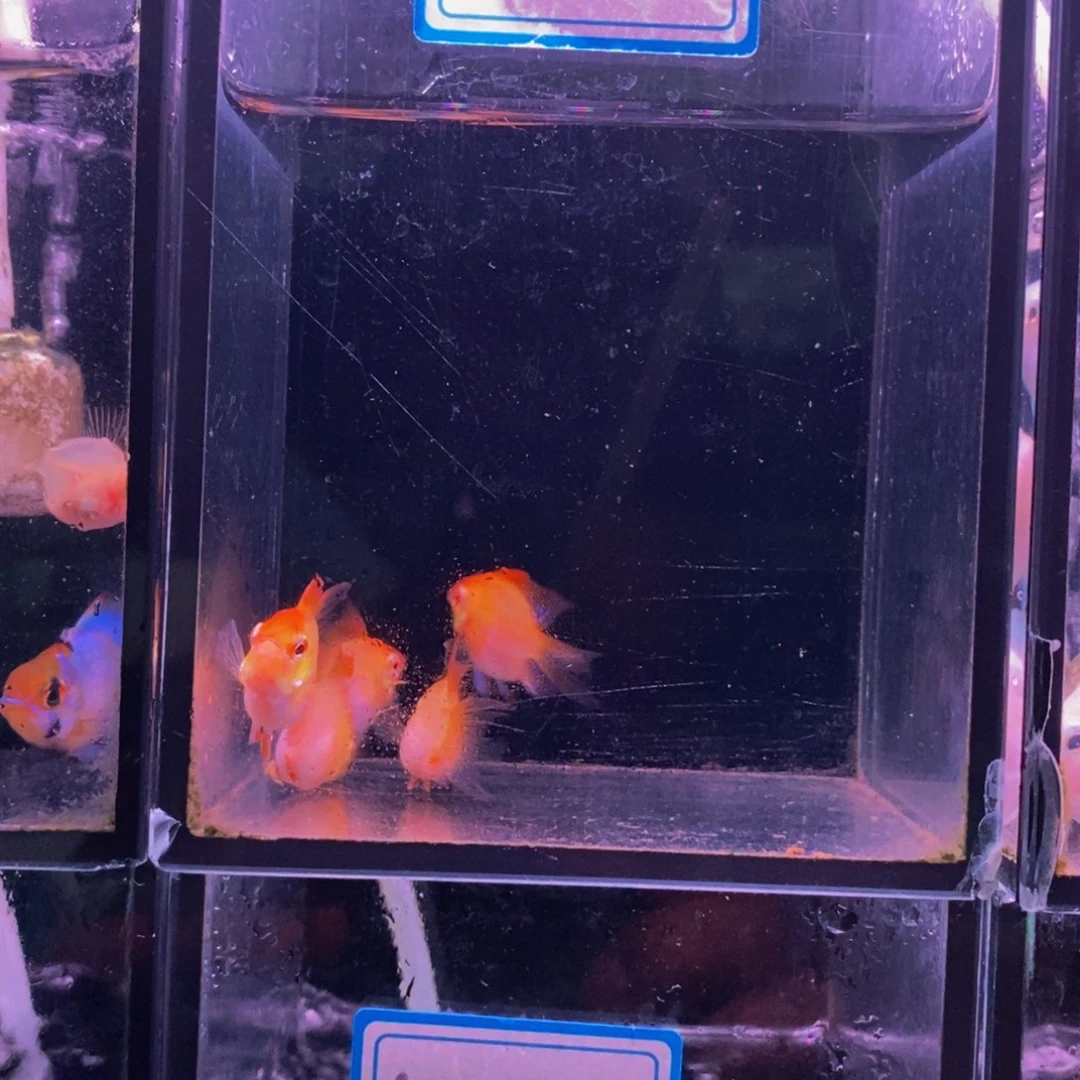 顺***然短鲷鱼火凤凰5个母