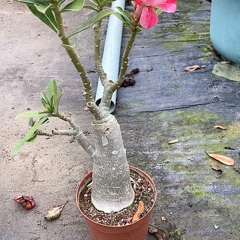 【闪购商品】逸*Y绿植