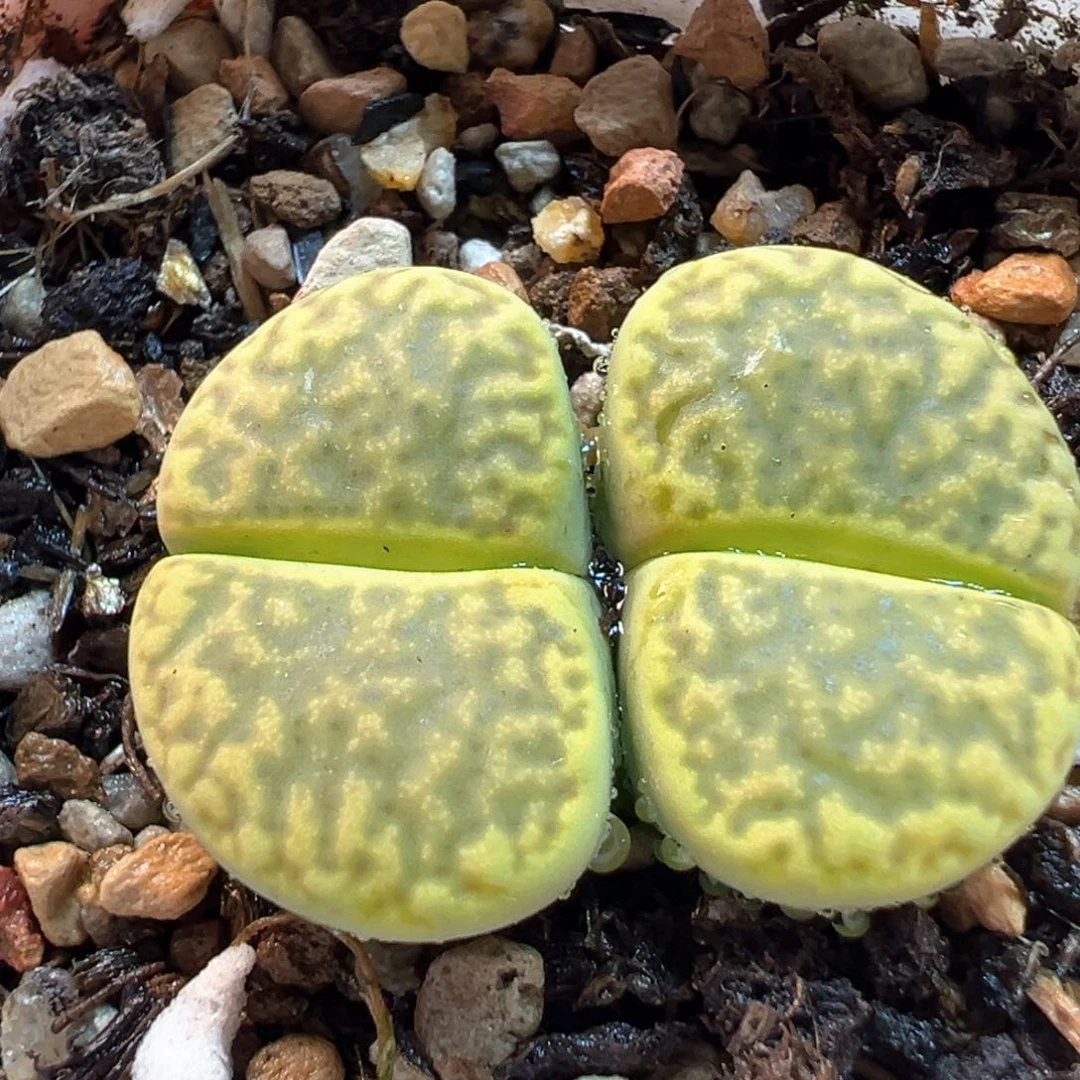 452多肉植物种类多样