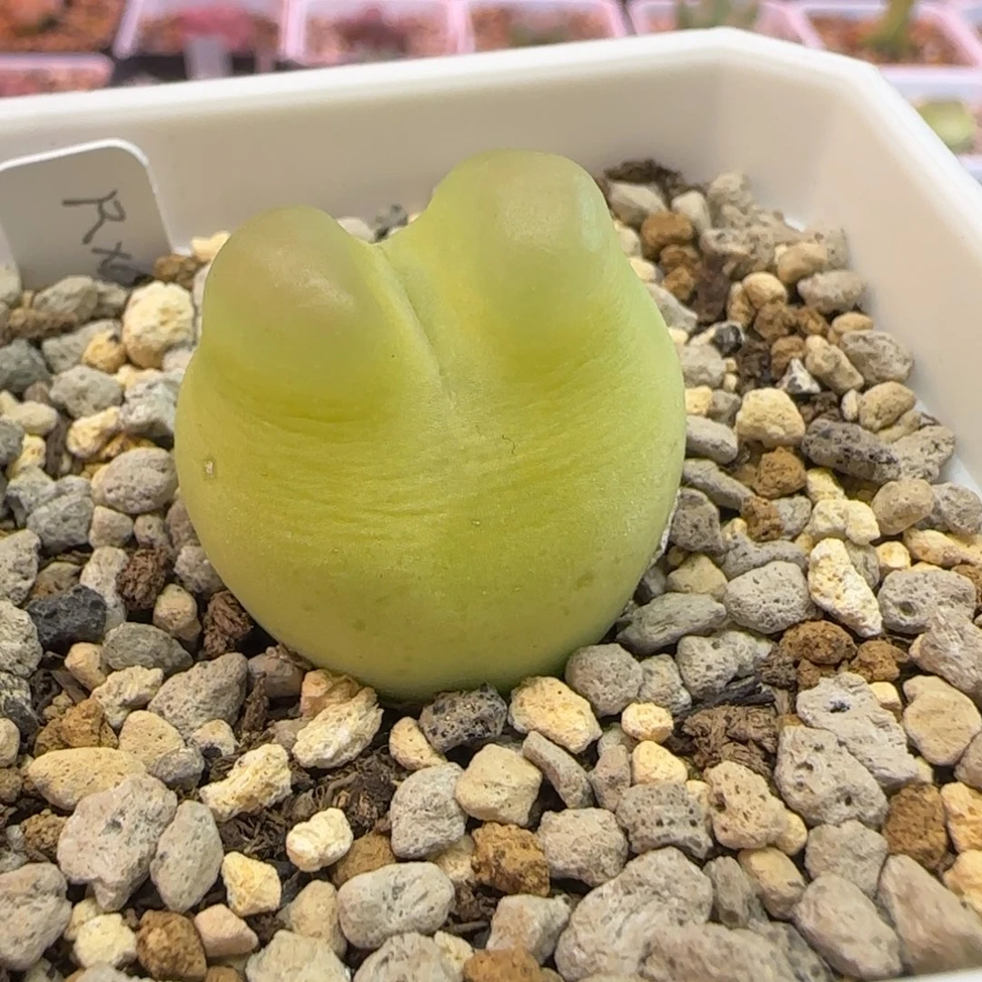 拉登杂毛多肉植物一颗